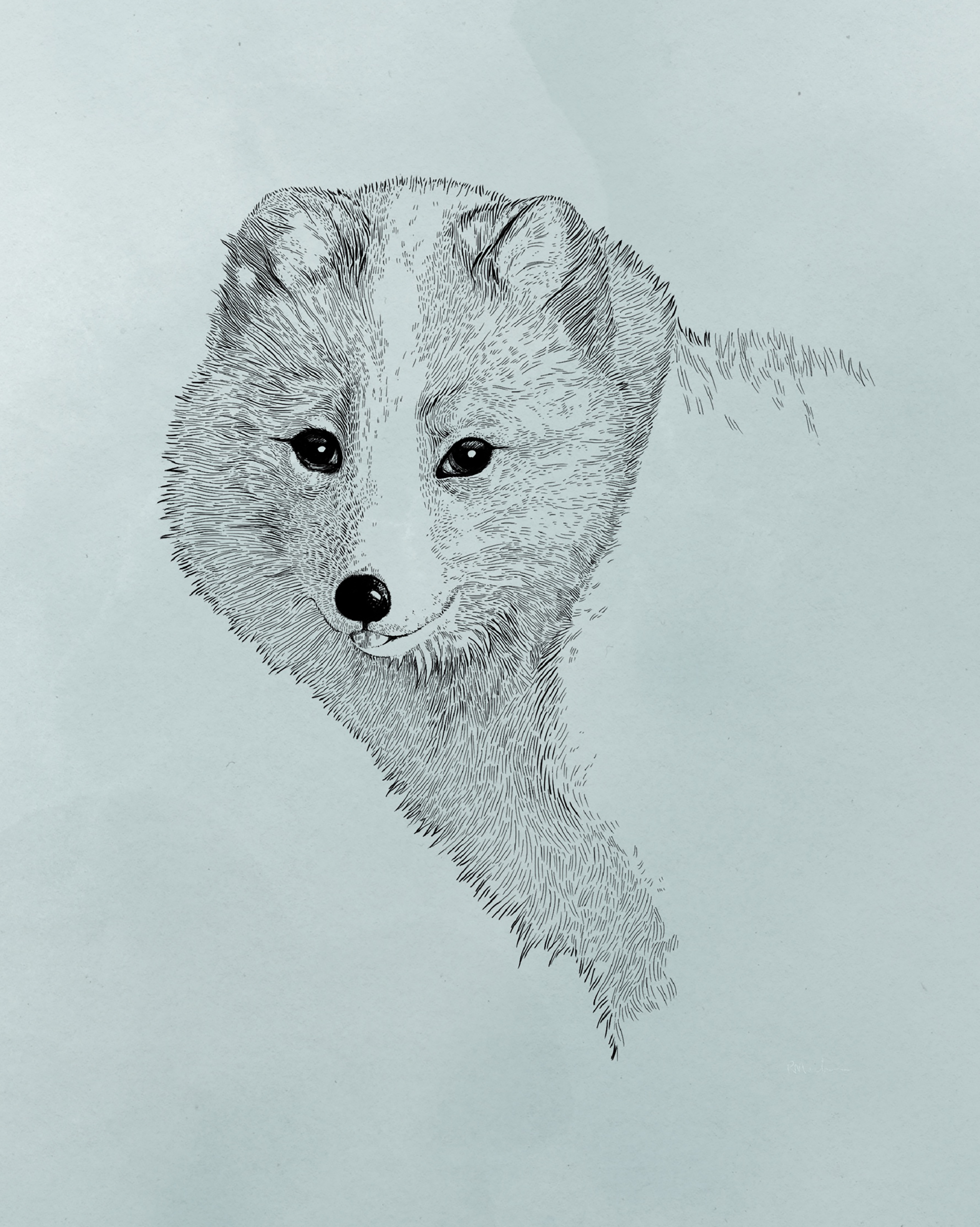 line drawing of arctic fox shoulders and face on light green watercolour background